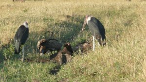 Vultures finishing off a carcas.