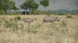 Black Rhinos are one of the Big 5 Game Animals.