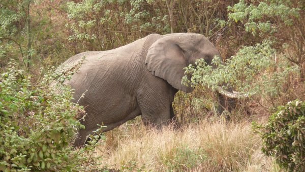 This was a huge elephant that we saw on the way down into the Ngorongoro Crater