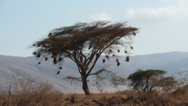 Bird nests swinging in the wind