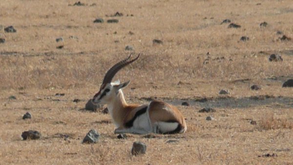 A gazelle taking a little rest