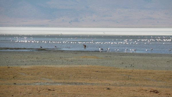 Flamingos in the bottom of the Ngorongoro Crater