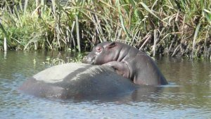 baby hippo trying to catch a ride on mommy's back.