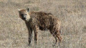Not your cutest hyena.