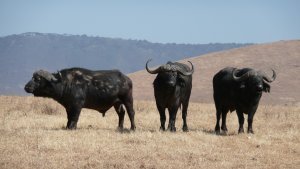 buffalos hanging out in the Ngorongoro Crater.