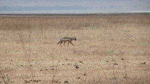 A jackal on the move in the Ngorongoro Crater.