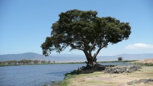 Our lunch stop while in the Ngorongoro Crater.