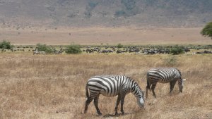 Animals grazing in the Ngorongoro Crater.