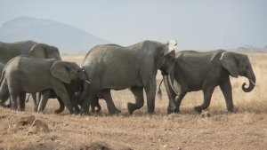 Elephants on the move.
