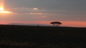 A beautiful sunset in the Serengeti.