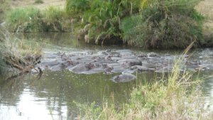 A pod of hippos in the Serengeti.
