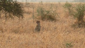 A leopard in the Serengeti.