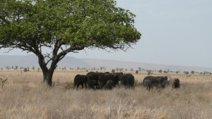 Elephants trying to to get a little shade during the hot sun in the Serengeti.