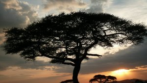 This is the quintessential African photo. An Acacia tree with a leopard in it during a Serengeti sunset.