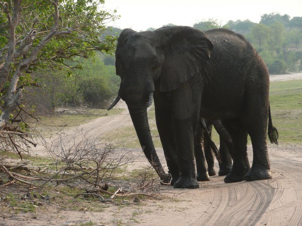 Elephant Baracade, Chobe National Park, Botswana 