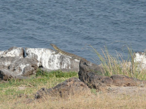 Monitor Lizard hanging out, Chobe National Park 