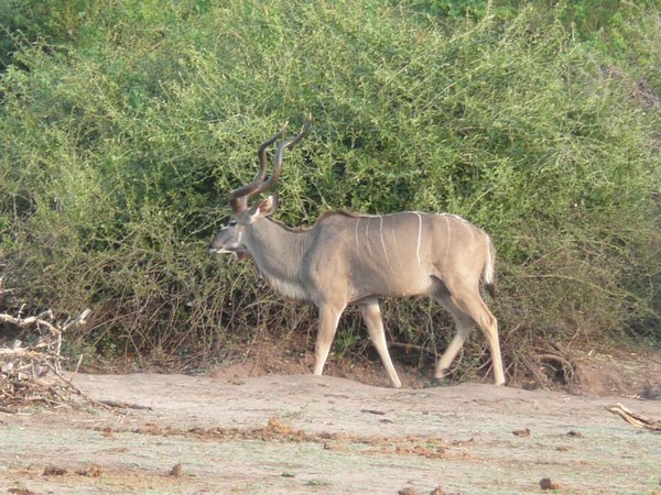 Kudo Antelope along the Chobe River during the Chobe River cruise 