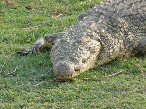 One big crocodile. 