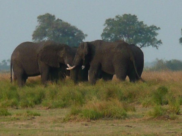 Elephants along the Chobe River 