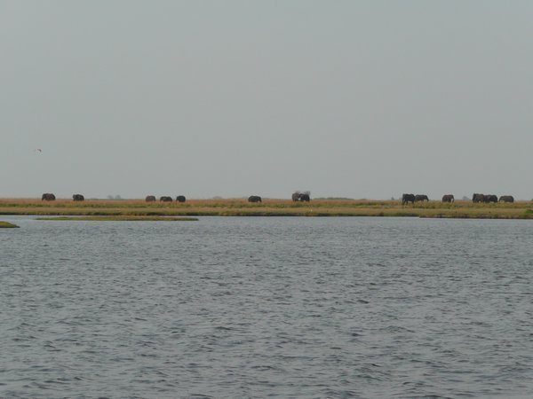 Large herd of elephants along the Chobe River. 