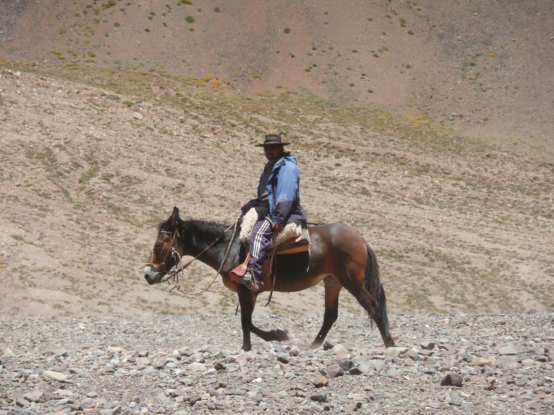 Lonely Gaucho following his mules