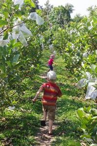 Kids running through the fruit farm