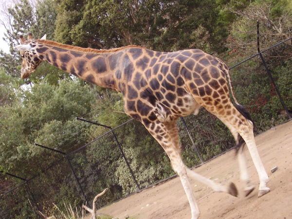 Big Giraffe