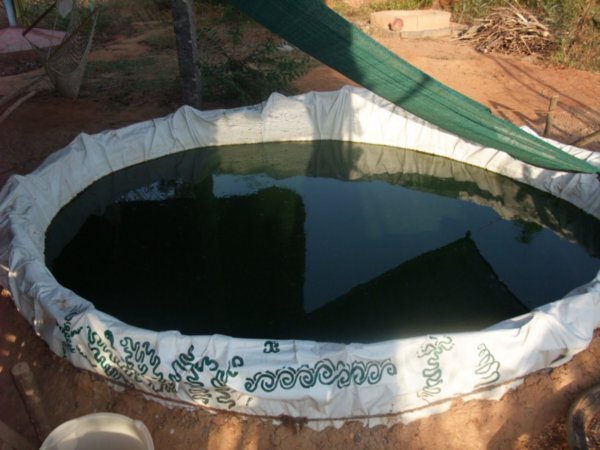 The spirulina pool