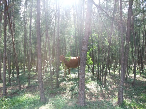 Cow amongst the trees