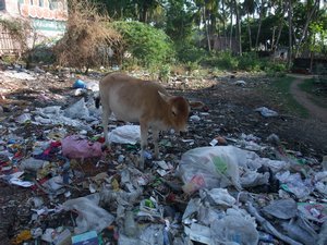 Cow and litter