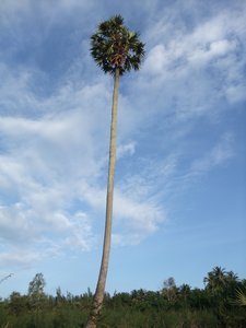 Extremely tall coconut tree