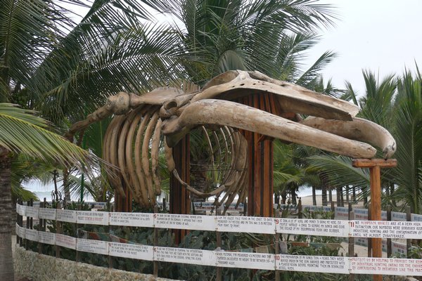 The whale skeleton outside Mandala
