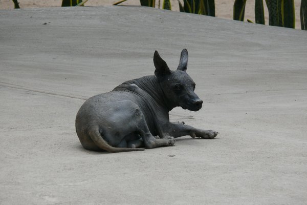 the peruvian hairless dog