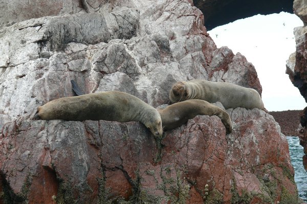 Seals :)