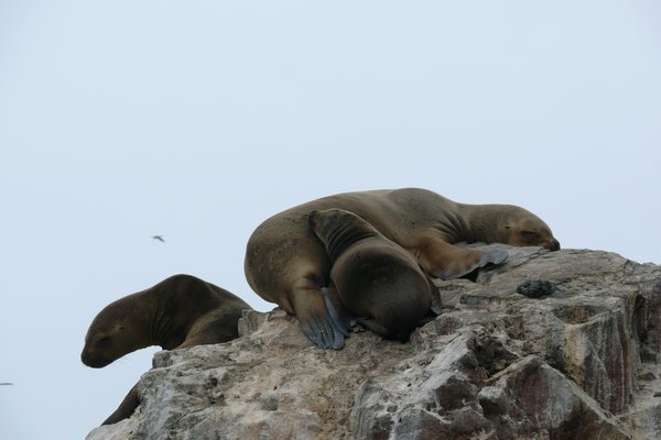 More seals