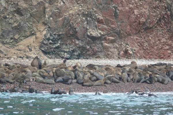 Lots of seals :)