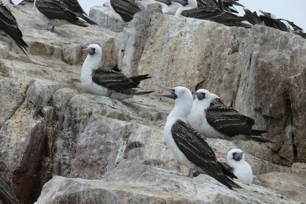 Close up of the blue footed boobies