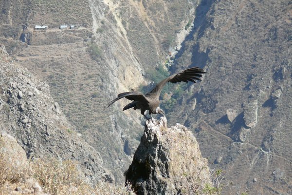 Condor landing