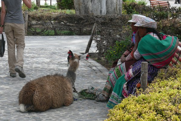 Ladies and their llama