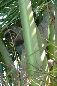 the beautiful sloth