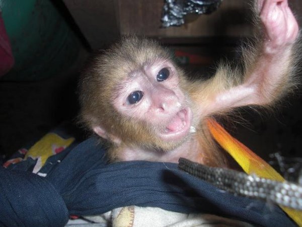 Shleven the baby Capuchin