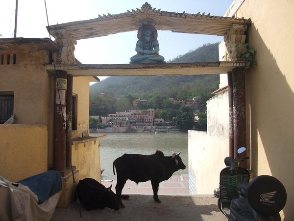 India = cows, mopeds, the holy rivers...