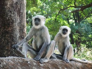 Two monkeys posing for the camera