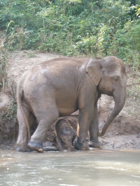 Elephant and baby by the rivernt 
