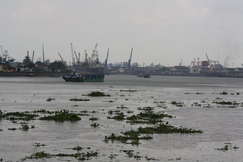 Saigon River littered with mangrove branches