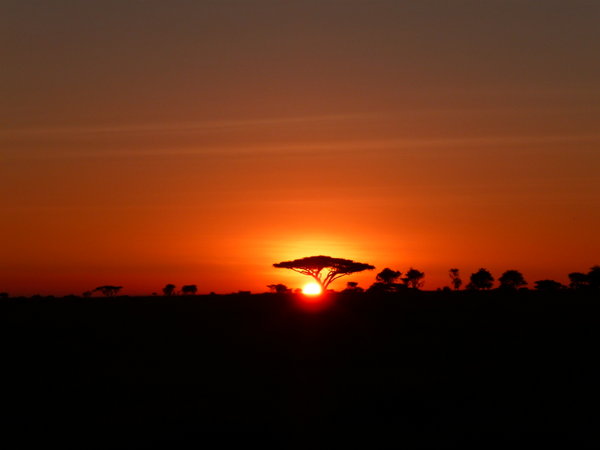 Serengeti at Sunrise