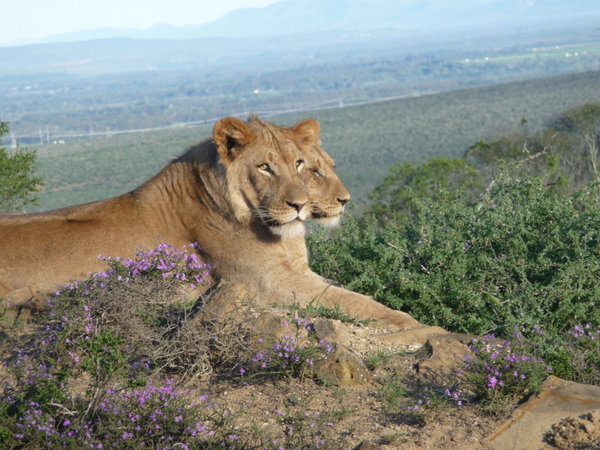 A Pair of Kalahari Lions