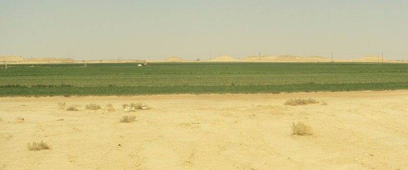 groen in de woestijn