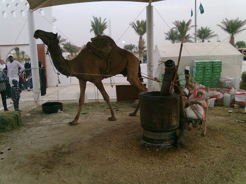 een kameel drijft de tredmolen aan