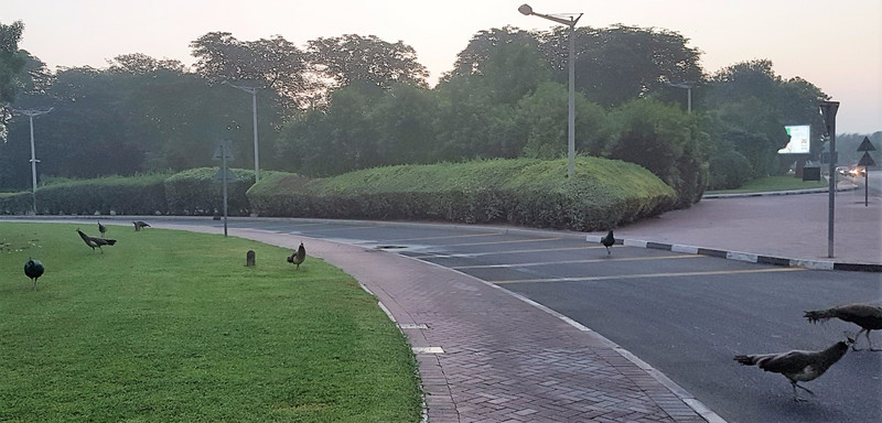 Peacocks at dawn